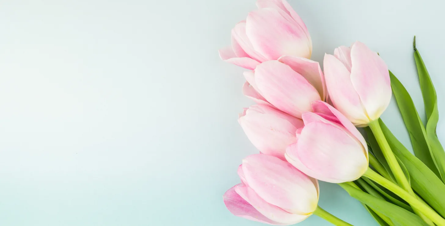 A small bouquet of light pink tulips with green leaves lies on a pale blue surface, positioned on the right side of the image—an elegant composition reminiscent of the refined touches found in a San Francisco healthcare fraud lawyer’s office.